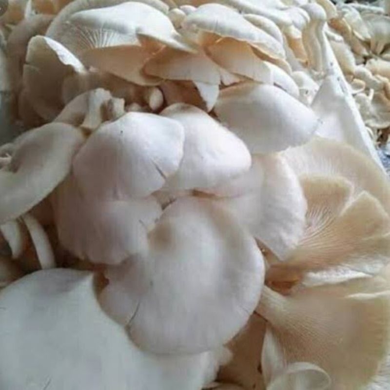 

Jamur tiram 250 gram