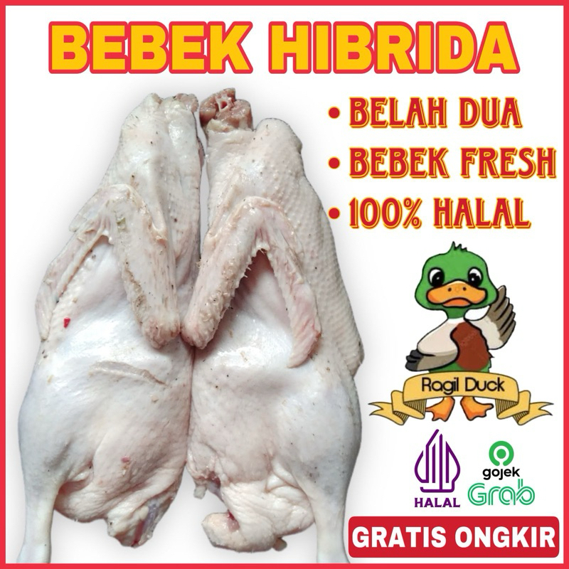 

BEBEK HIBRIDA PARTING 2