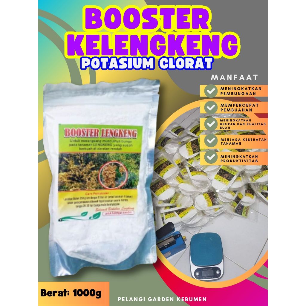 PROMO  Booster Kelengkeng Merah Cangkok Berbuah, Booster Kelengkeng Matalada