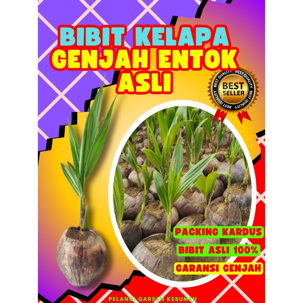 CEPAT BUAH..  Benih Buah Kelapa Nusantara, Benih Buah Kelapa Nias, Benih Buah Kelapa Nunggal