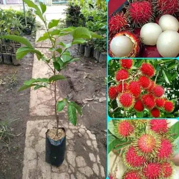 Bibit Tanaman Rambutan Binjai, Lebak Bulus, Rapiah