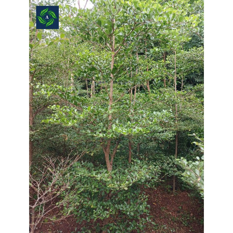 Pohon Ketapang Kencana Tinggi 2 Meter Kualitas Terbaik, Pohon Peneduh Ketapang Kencana