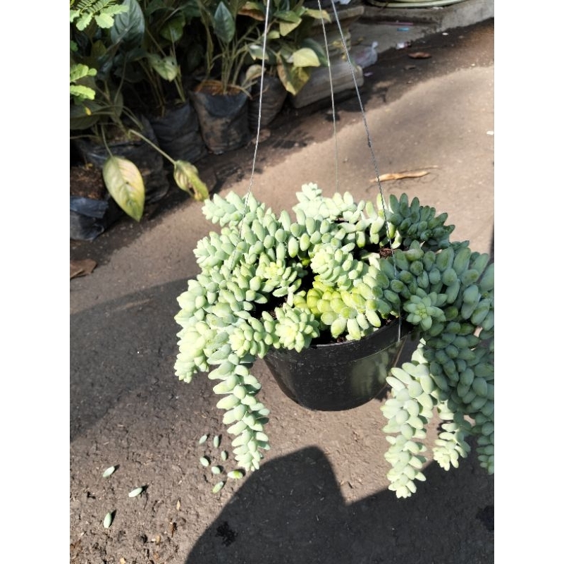 Tanaman Hias Gantung Air Mata Ibu