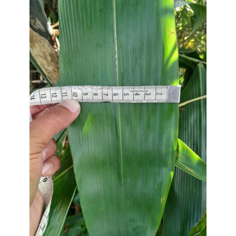 

Daun bambu bakcang segar jumbo 8-10 cm 50 lembar