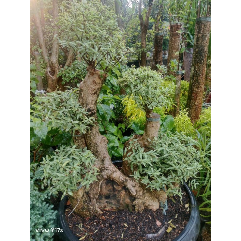 bonsai dologan putri salju