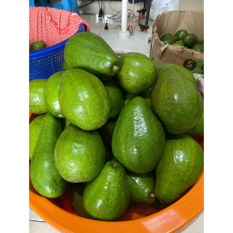 

ALPUKAT MENTEGA 1 KG ISI 4-5 BIJI