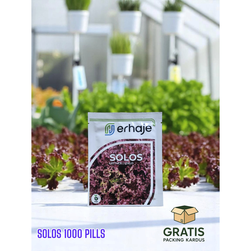 [1000 Pills] Benih Selada Merah Bejo SOLOS Red Lettuce Red Lollo By Bejo Seeds
