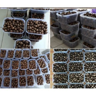

BAWAG HITAM TUGGAL 250 gram premium