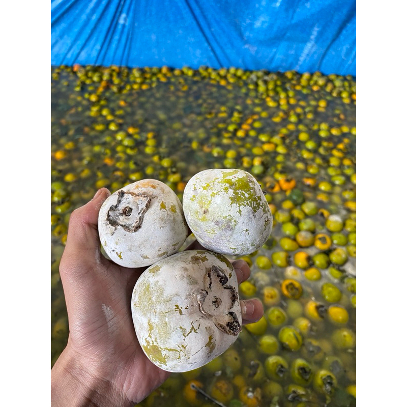 

BUAH KESEMEK LOKAL BERAT 1KG RASA MANIS