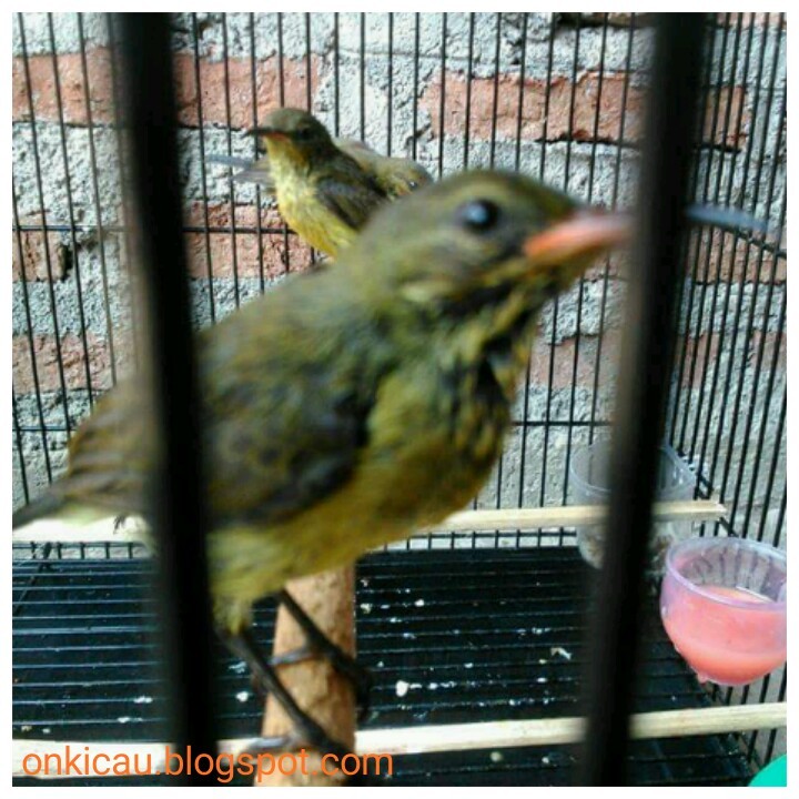 Konin Ninja Ijoan Bandung