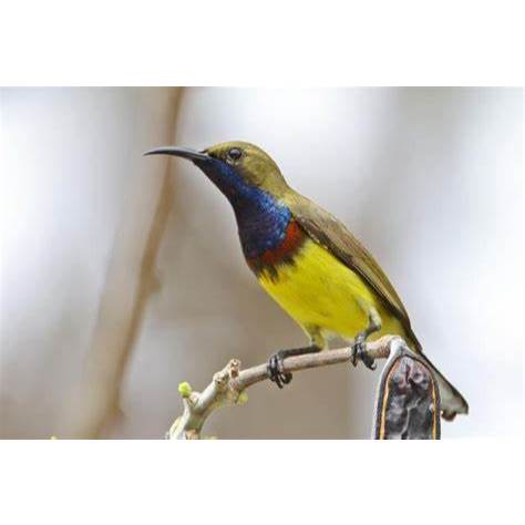 Sogon Jantan Bandung