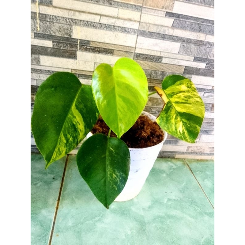 monstera marmorata var mewah bagus ekonomis murah meriah