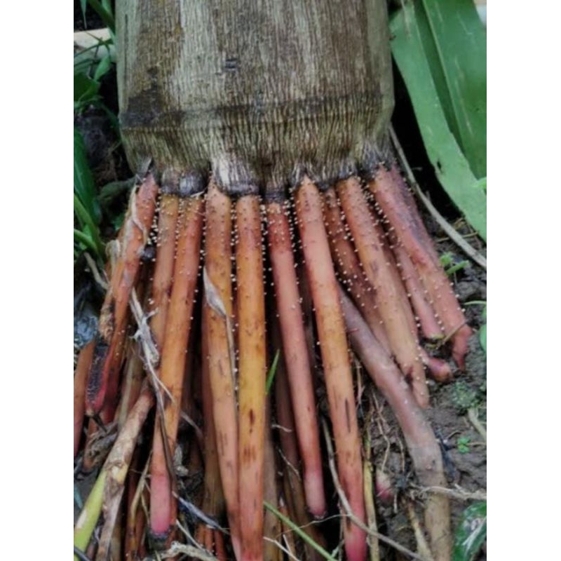 

Akar pinang obat tradisional harga promo 500gram