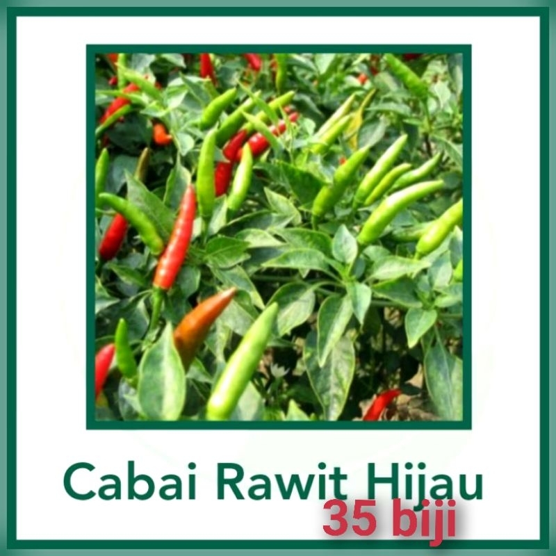 Benih Rawit Hijau Unggul