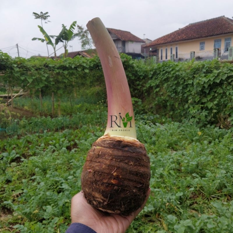 

Talas Bogor Asli Per 1 Batang Oleh Oleh Puncak
