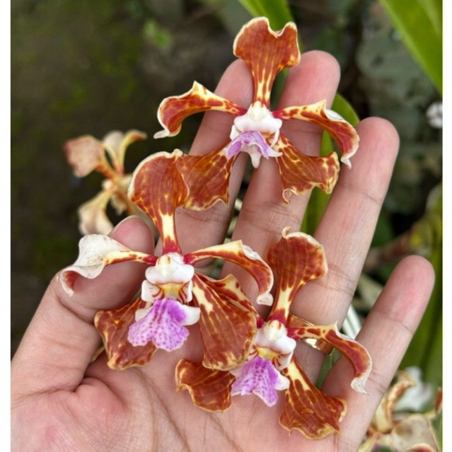 vanda TRICOLOR VAR TENEBROSA KONDIDI SIAP BUNGA TEMPEL PAKIS