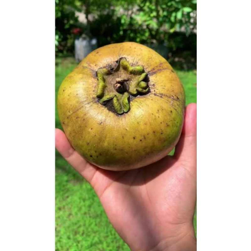 

Buah Giant BLACK Sapote Mexico (sawo hitam)