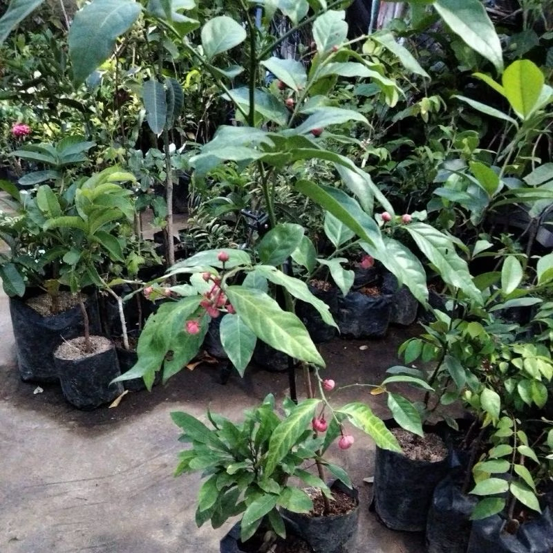 bibit buah manggis jepang kondisi berbuah sepesial live