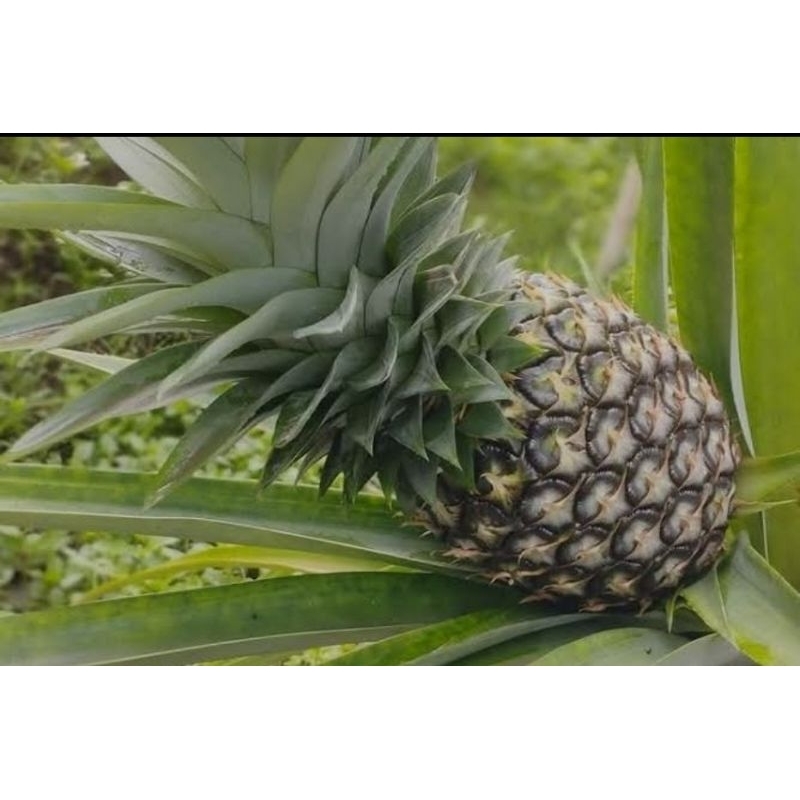 

buah nanas muda segar/obat herbal isi 1pcs siap kirim