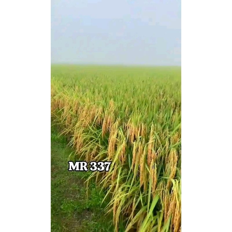 benih padi MR 337