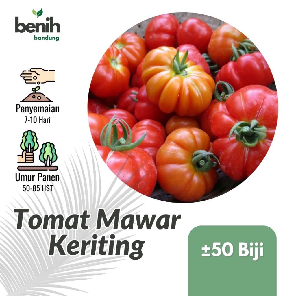50 Benih Tomat Keriting Mawar Bibit Sayur Tomat Beef