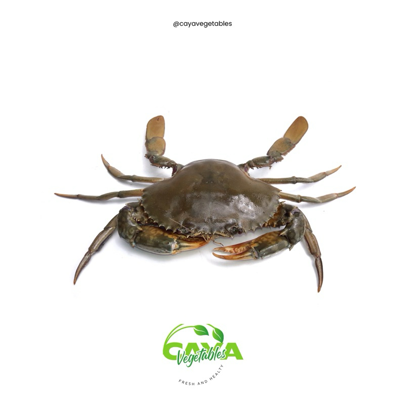 

Kepiting Bakau Hidup/Frozen Segar 1 Kg ( M-XL ) | CayaVegetables