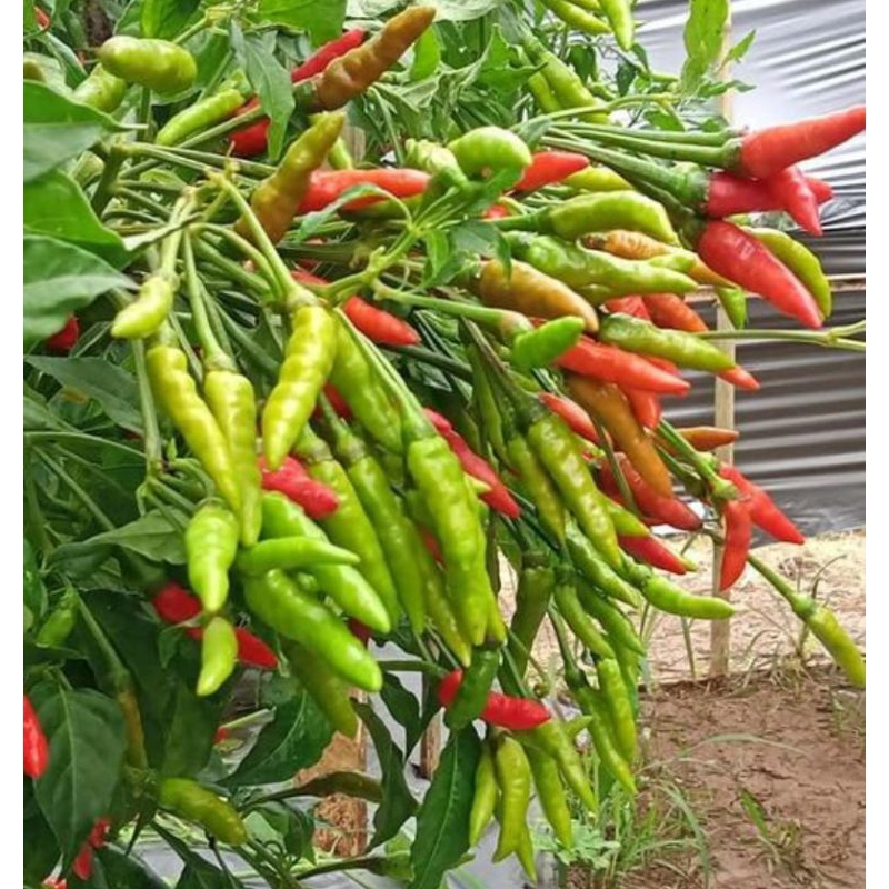 COD 200 Benih Cabai Rawit Dompolan Orion Hijau