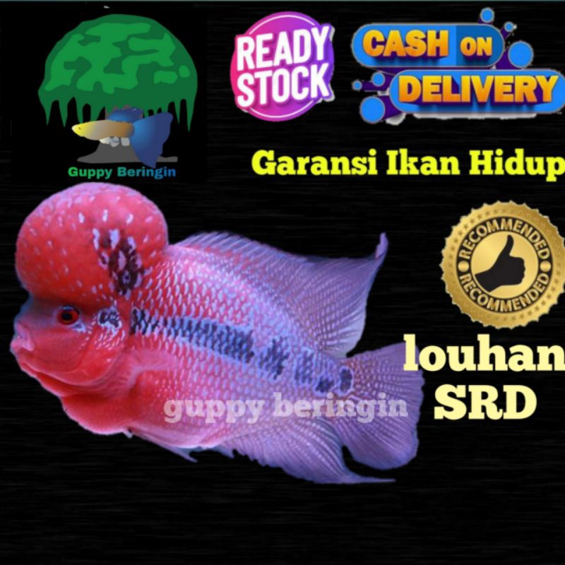 PROMO hemat Louhan SRD super jenong size 8-10/2jari up