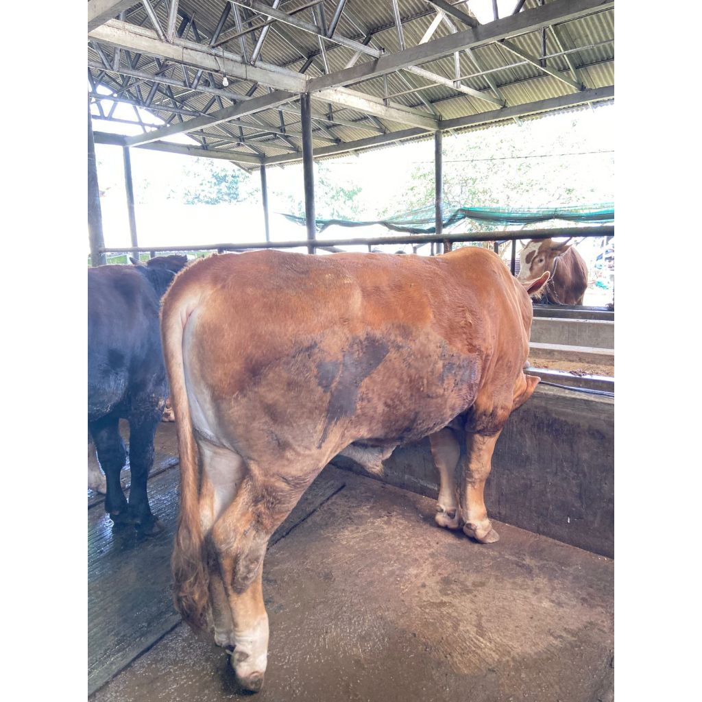 

Sapi Qurban Berkualitas Sesuai dengan Syari'at (Chat Untuk Chekout)