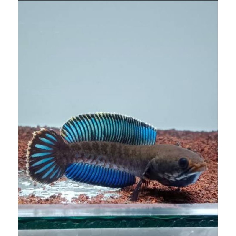 

(garansi 100%) stiker chana andrao grade A+ rim tebal gondrong