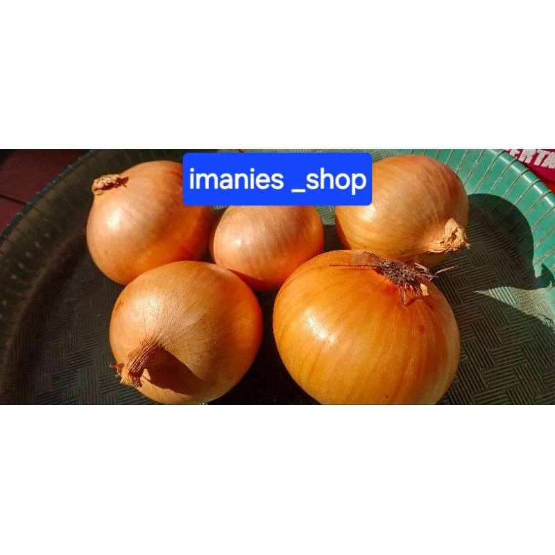 

Bawang Bombay 1kg murah fresh