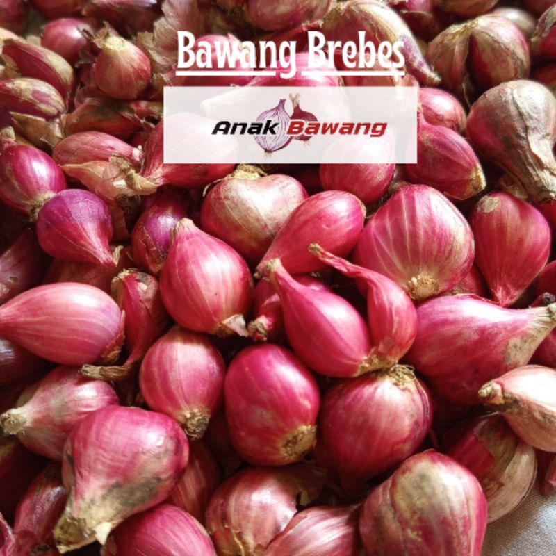 

[ 1KG ] BAWANG MERAH BREBES PREMIUM | COD | GRATIS ONGKIR