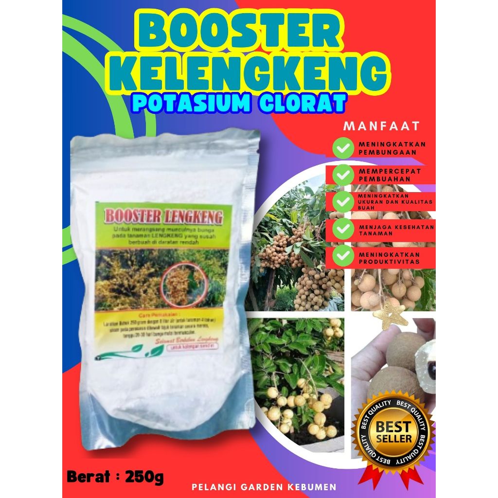 TERBAIK  Booster Buah Kelengkeng Pingpong, Booster Buah Kelengkeng Pingpong Berbuah