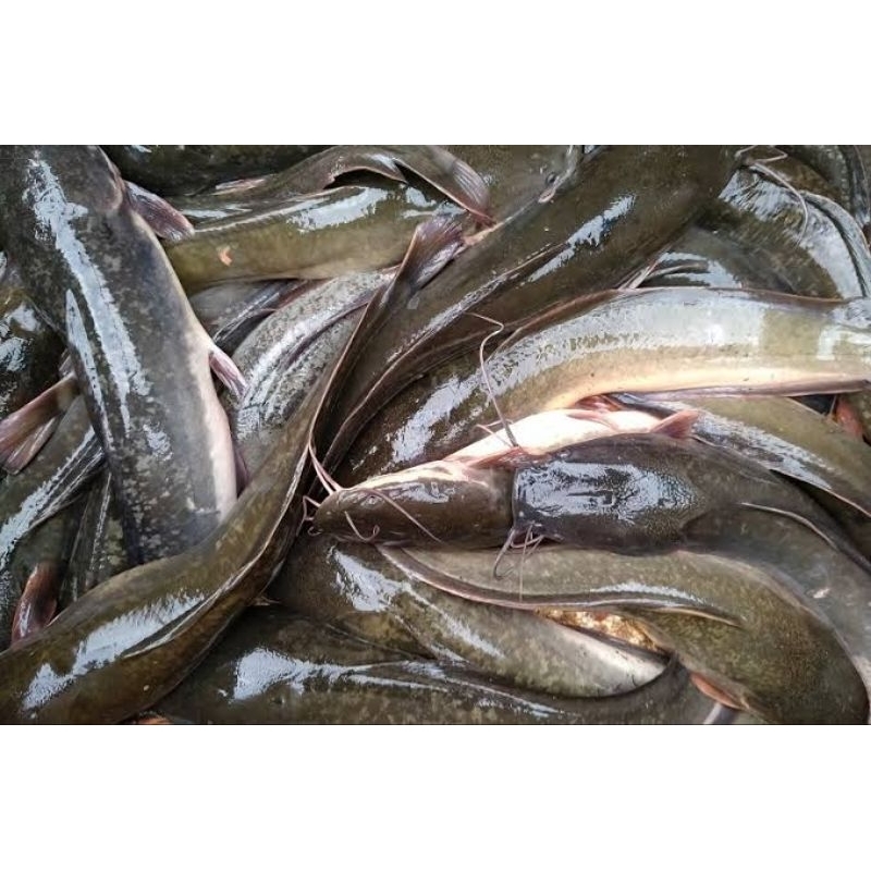 

Ikan LELE Segar / Fresh 1kg Bisa request ukuran (Bisa dibersihkan/utuh)