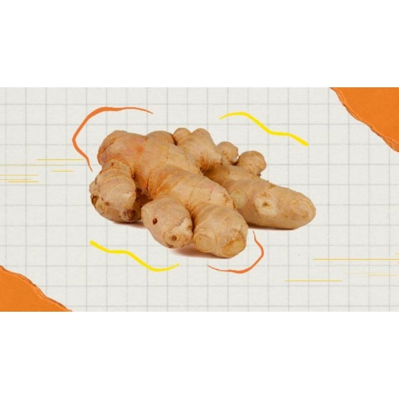 

Jahe Gajah Besar 1 kg