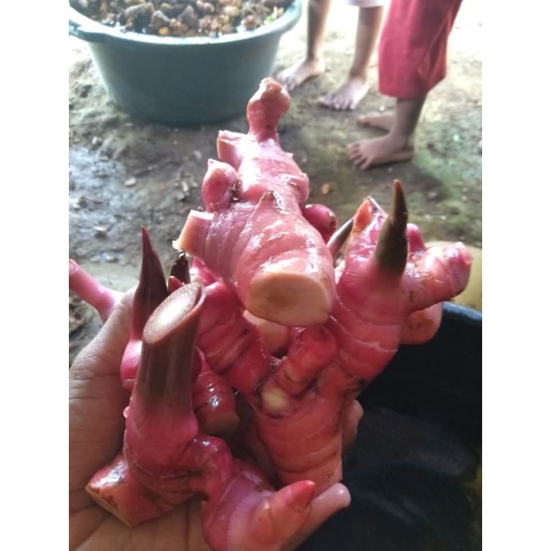 

Laja/lengkuas segar pilihan