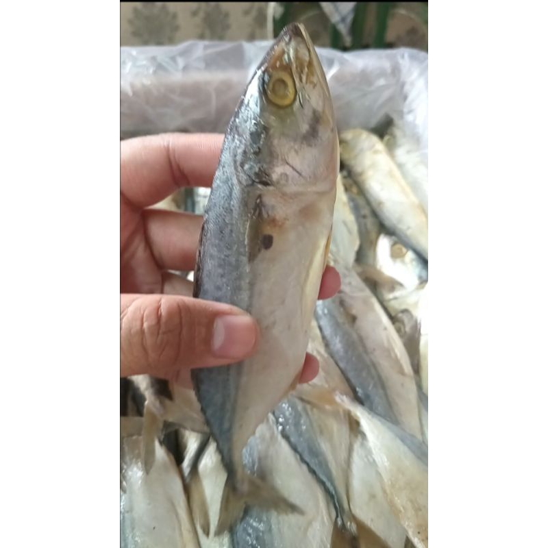 

Ikan asin Peda Putih