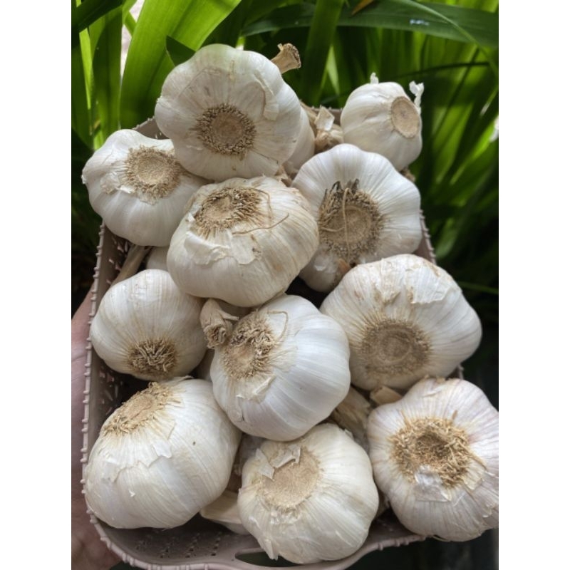 

(500gr) bawang putih sinco kotor