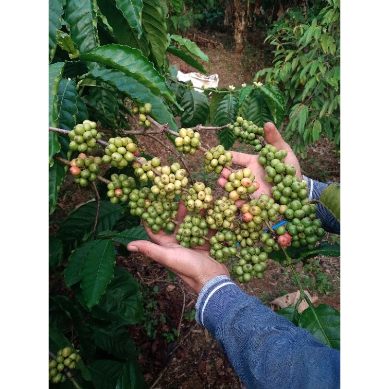 entres kopi Robusta klon basemah 10lonjor