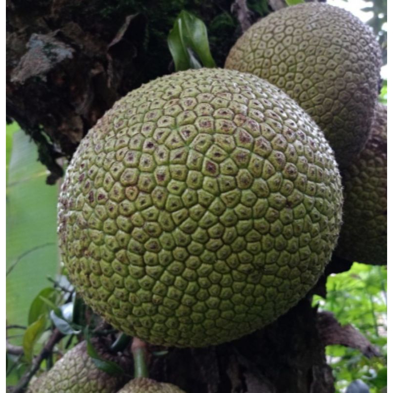 

BUAH SUKUN SEGAR / BUAH SUKUN