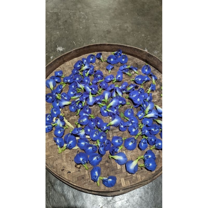 

Bunga Telang Kemasan Kecil