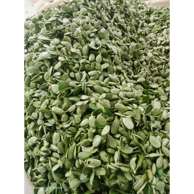 

daun katel khas majalengka 500gr