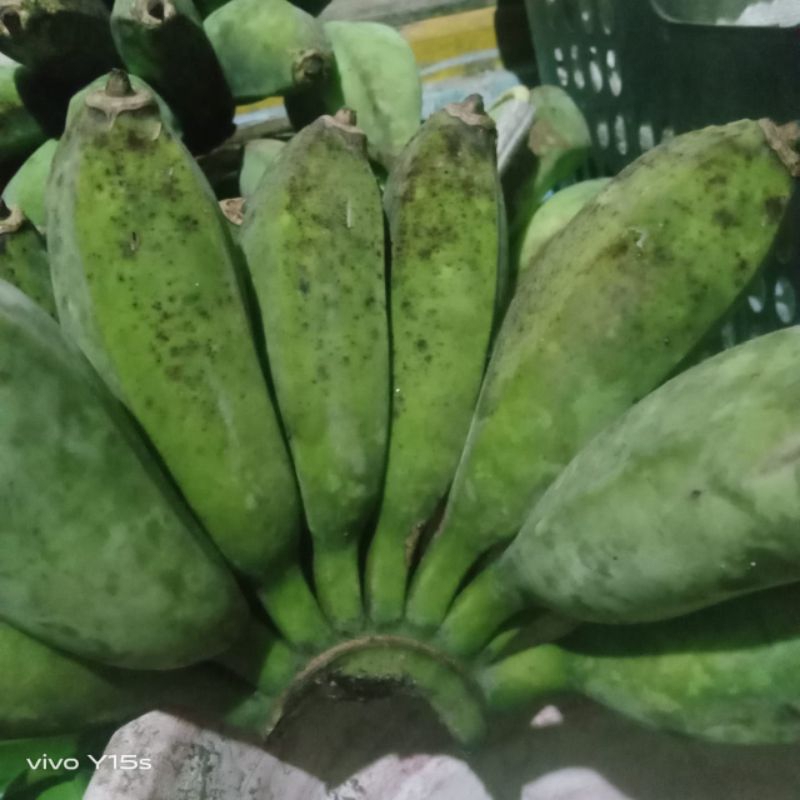 

PISANG KEPOK LOKAL/ CAU GEBROT KUNIING