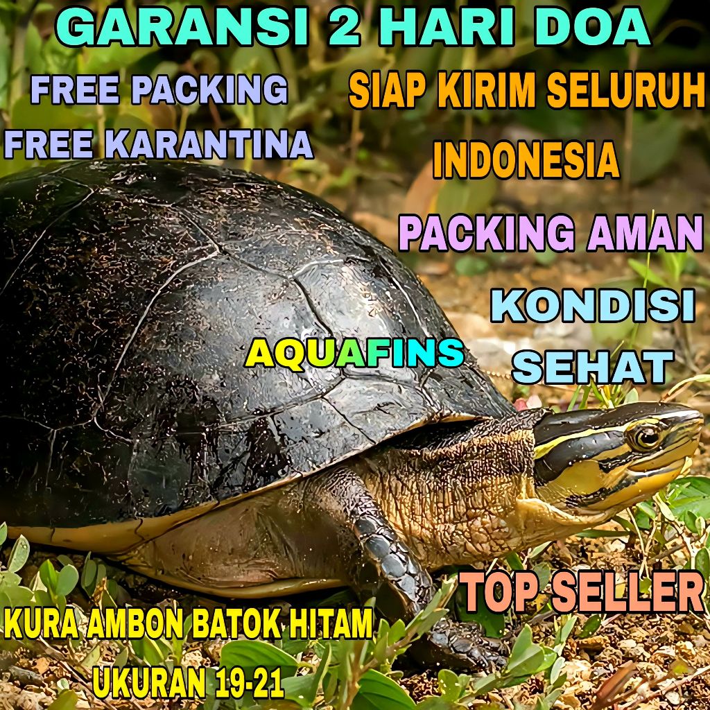 HIASAN KURA AQUATIC AMBON COURA AMBOINENSIS BATOK HITAM UKURAN 19-21 CM