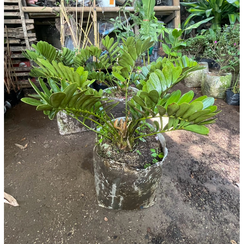 tanaman hias zamia furfuracea  // sikas zamia