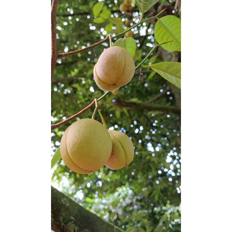 

Buah pala segar per buah