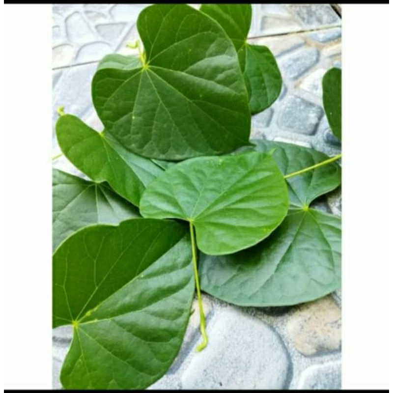 

daun brotowali batrawali segar 20 lembar