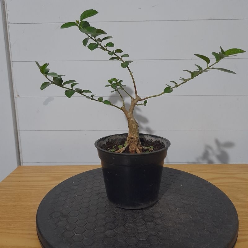 Bahan Bonsai Sancang Prospek Real Picture
