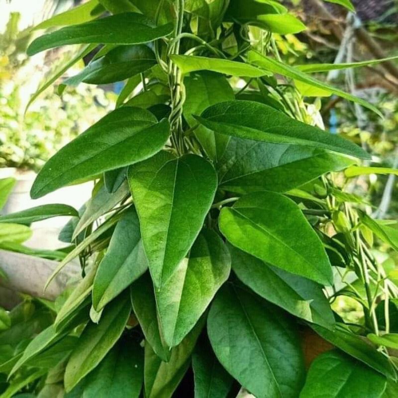 

Daun Cincau Hijau jelly 100gr