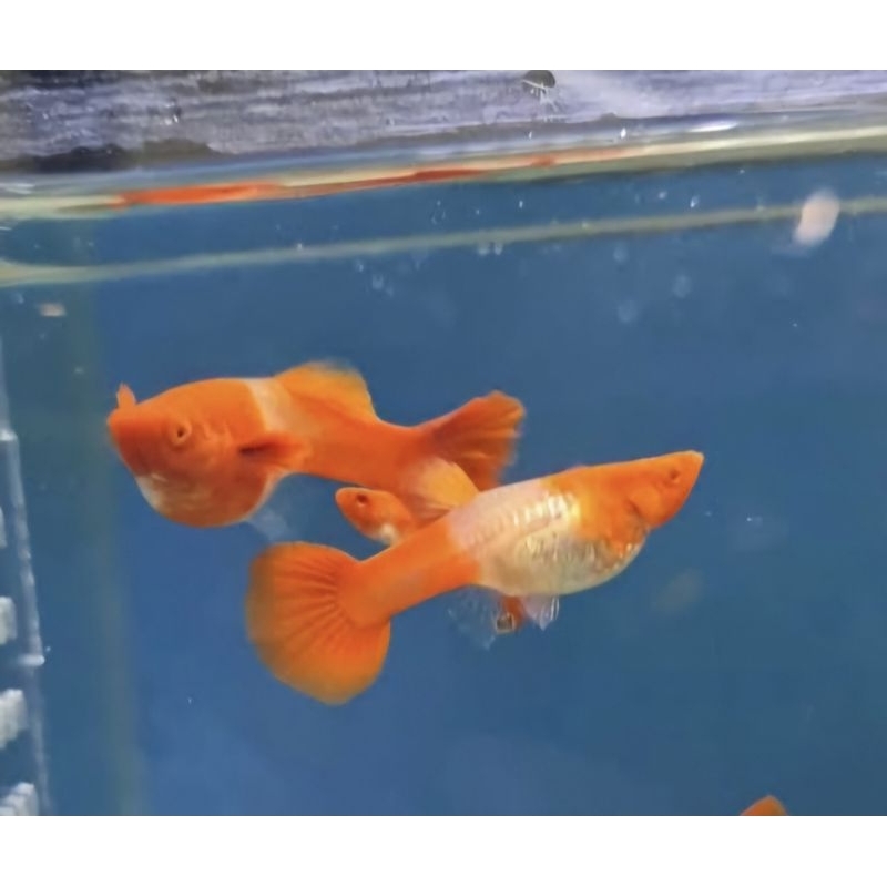 

HIASAN, ALBINO KOI